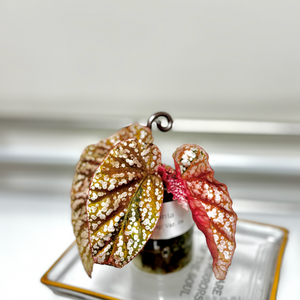 베고니아 스노우캡 핑크 바리에가타04 이미지