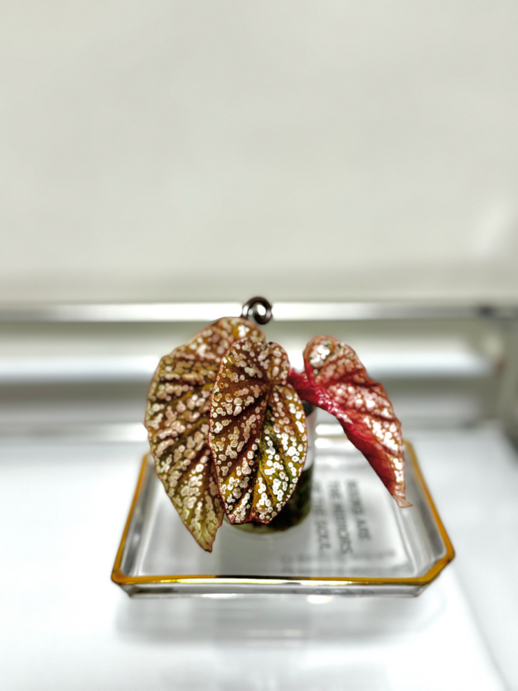 베고니아 스노우캡 핑크 바리에가타04 이미지