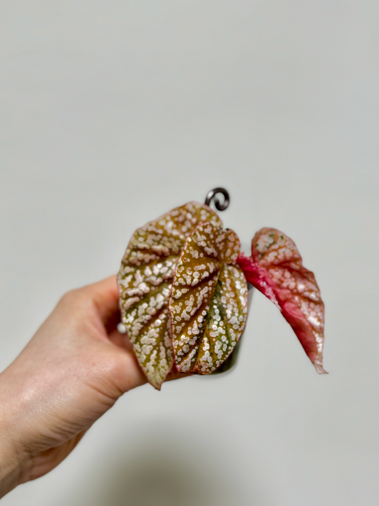 베고니아 스노우캡 핑크 바리에가타04 이미지