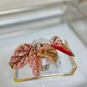 베고니아 스노우캡 핑크 바리에가타09 이미지