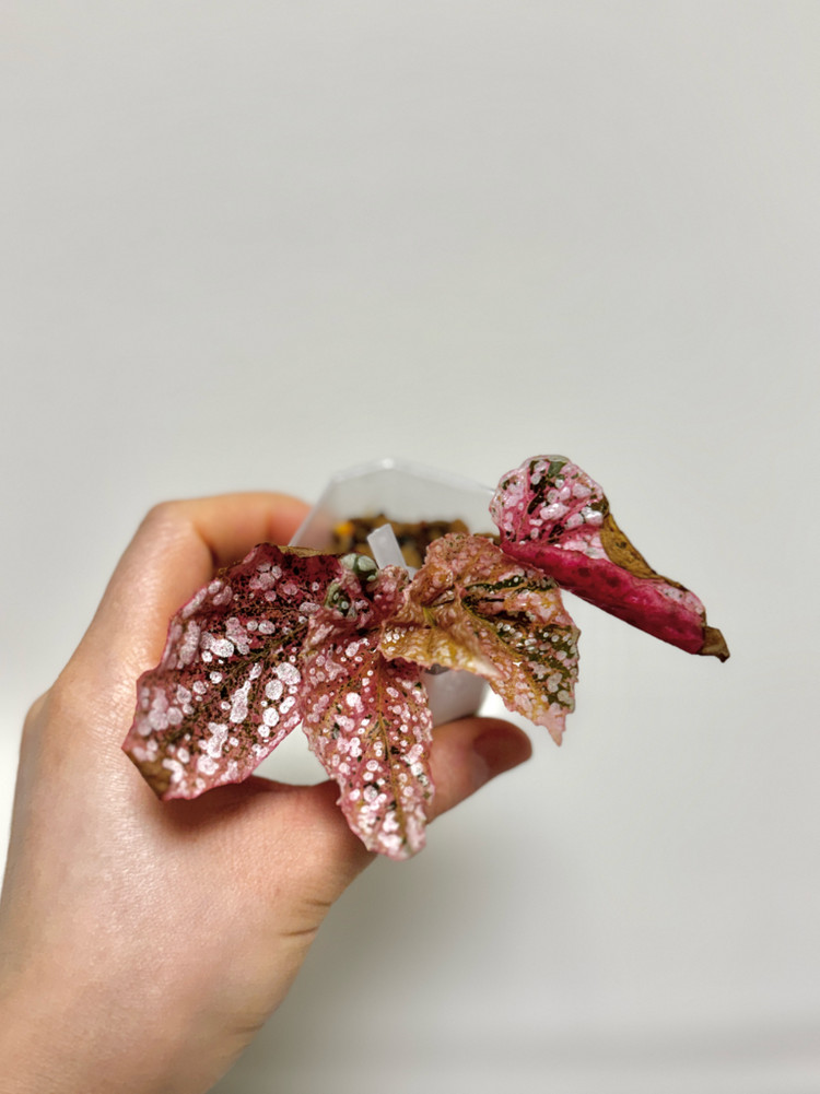 베고니아 스노우캡 핑크 바리에가타09 이미지