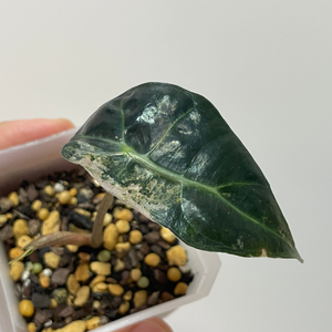 알로카시아 아마조니카 화이트 핑크 바리에가타 이미지