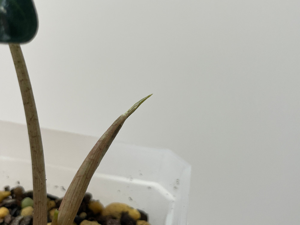 알로카시아 아마조니카 화이트 핑크 바리에가타 이미지