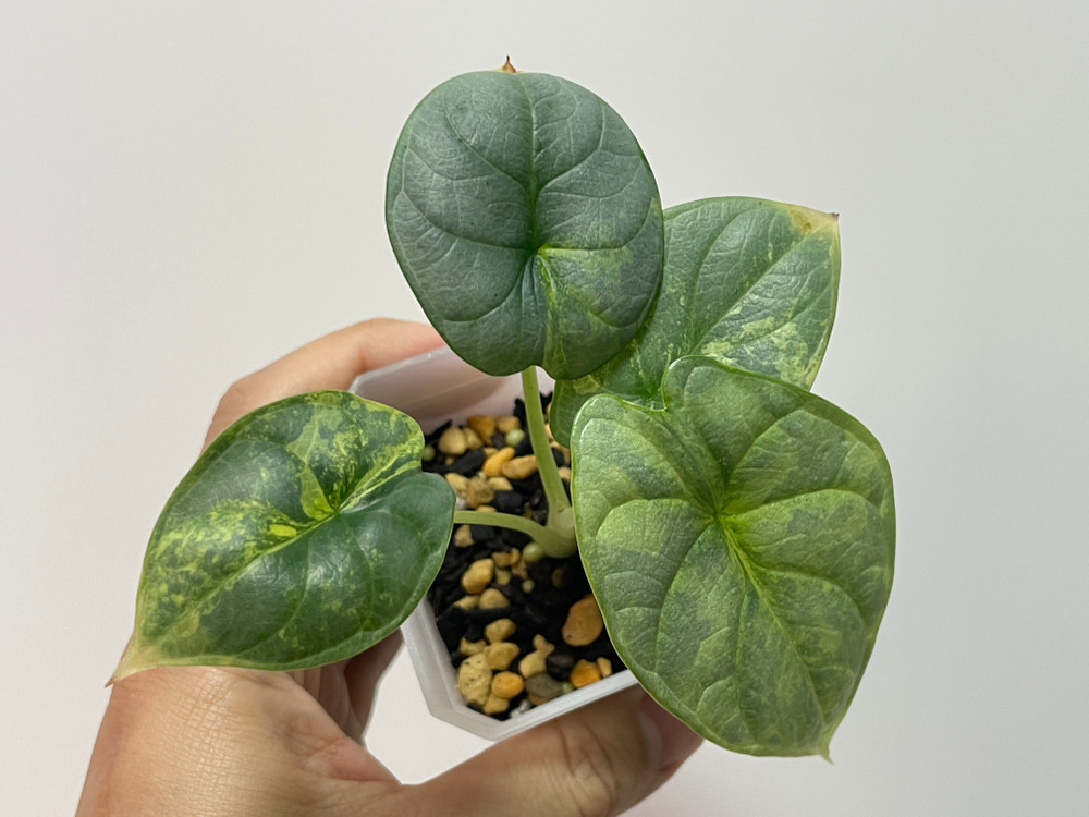 알로카시아 실버드래곤 옐로우 바리에가타 이미지