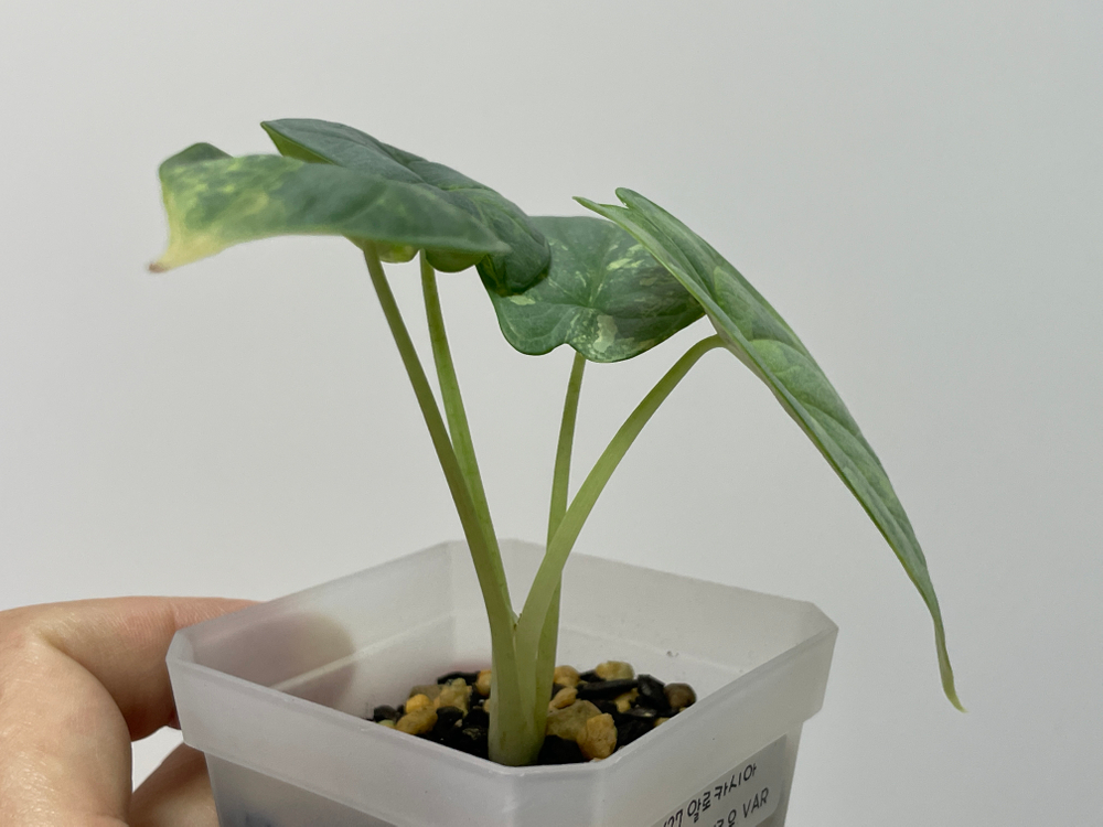 알로카시아 실버드래곤 옐로우 바리에가타 이미지