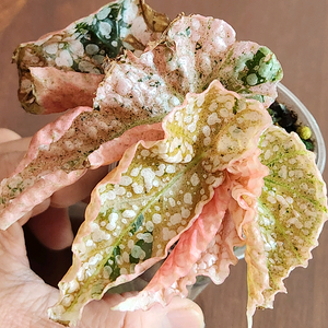 베고니아 스노우캡 핑크 바리에가타 No7 이미지