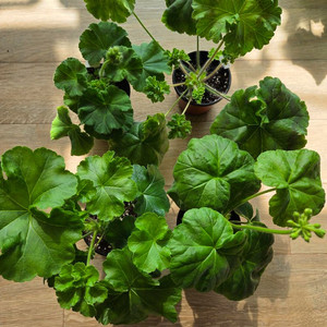 제라늄/차밍보르도.클라우디아슐젠코.물병자리별.둥글델라로사 이미지