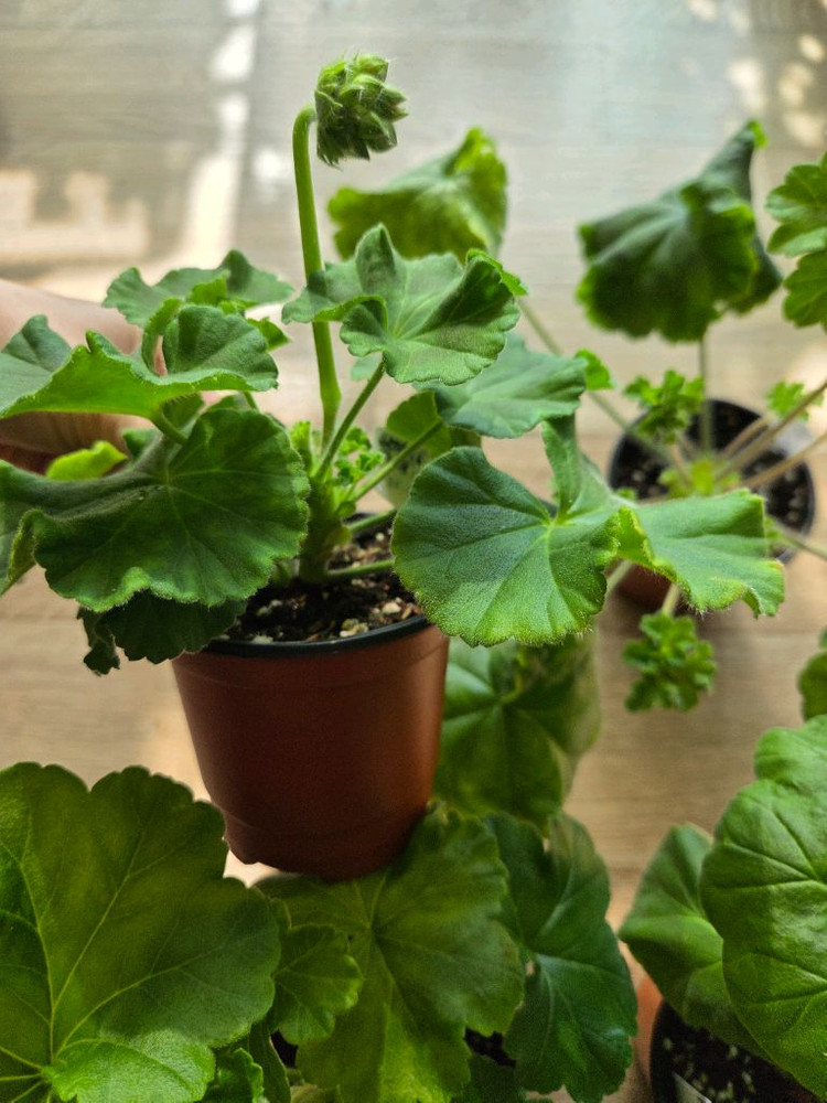 제라늄/차밍보르도.클라우디아슐젠코.물병자리별.둥글델라로사 이미지