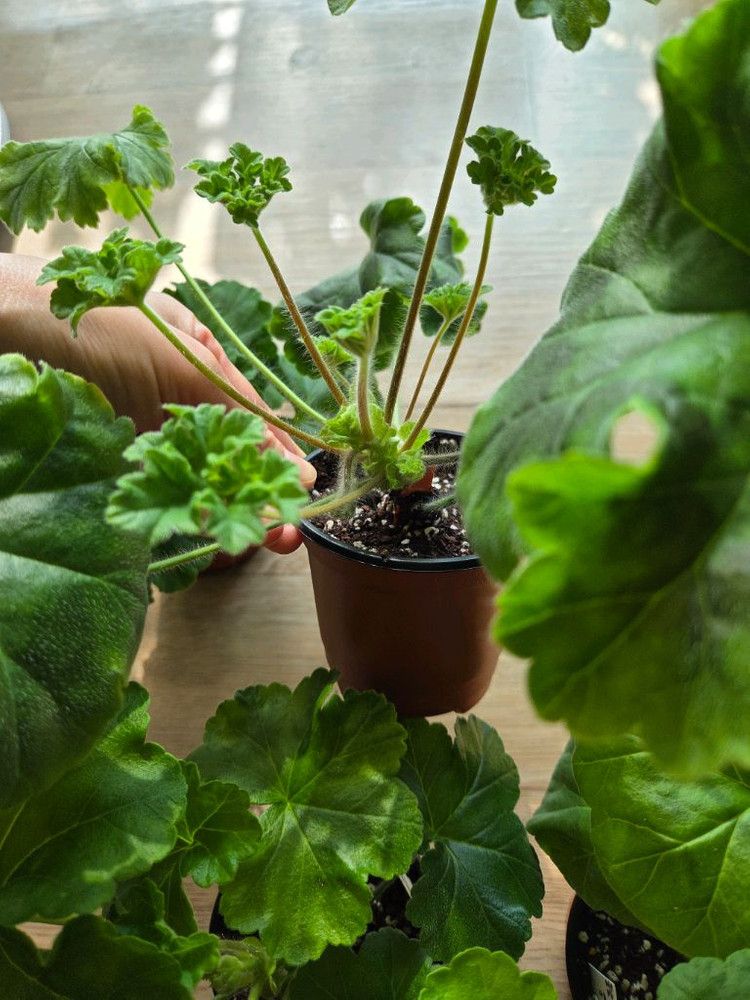 제라늄/차밍보르도.클라우디아슐젠코.물병자리별.둥글델라로사 이미지