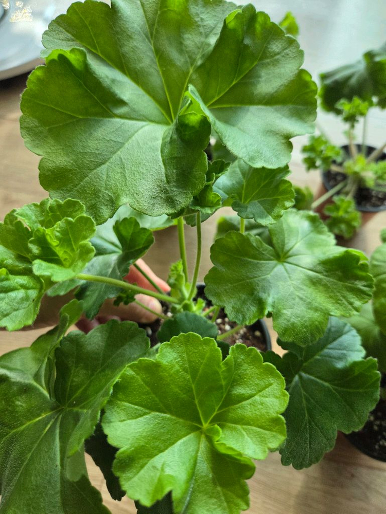 제라늄/차밍보르도.클라우디아슐젠코.물병자리별.둥글델라로사 이미지