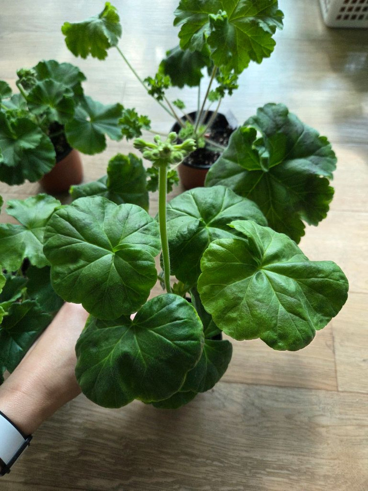 제라늄/차밍보르도.클라우디아슐젠코.물병자리별.둥글델라로사 이미지