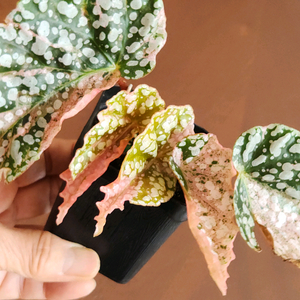 베고니아 스노우캡 핑크 바리에가타 No8 이미지