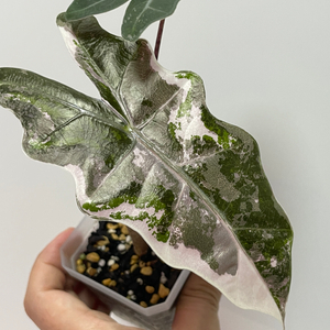 알로카시아 푸세이도 산데리아나 핑크 바리에가타 이미지