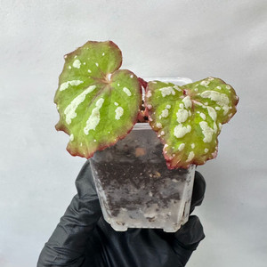 베고니아 DS-스노우맨 이미지