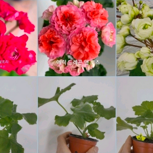 3종 드레곤앤로즈 시크그랑프리 심샤르도네 중러 제라늄 5.0 이미지