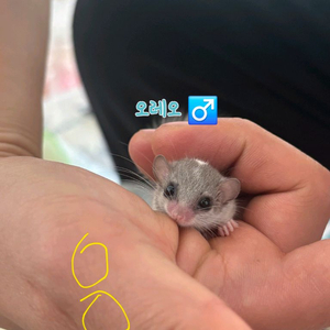 전북 전주 피그미다람쥐 초저렴 분양 고택가능 이미지