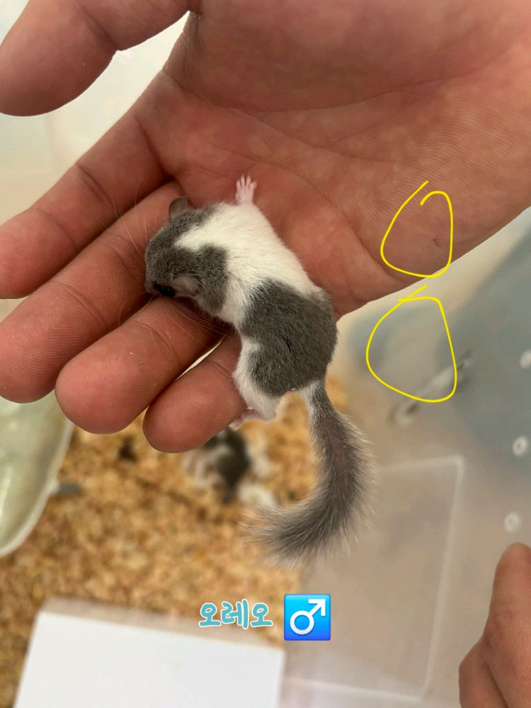 전북 전주 피그미다람쥐 초저렴 분양 고택가능 이미지