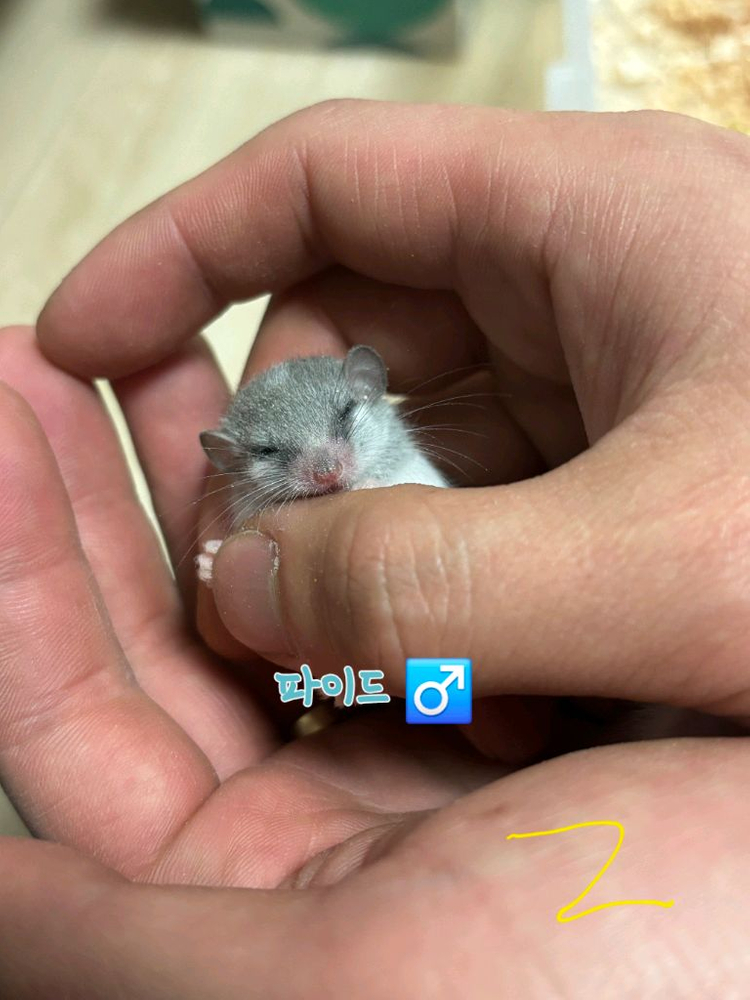 전북 전주 피그미다람쥐 초저렴 분양 고택가능 이미지