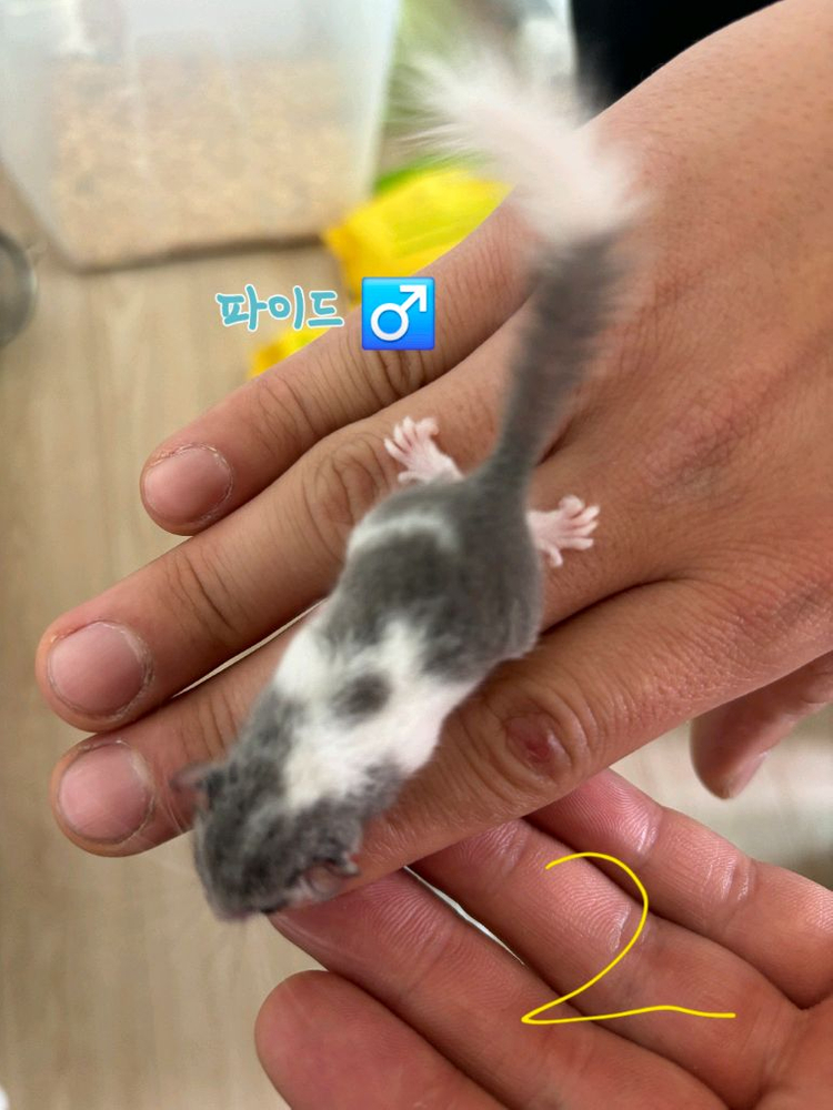 전북 전주 피그미다람쥐 초저렴 분양 고택가능 이미지