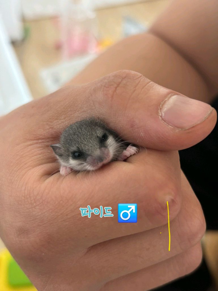 전북 전주 피그미다람쥐 초저렴 분양 고택가능 이미지