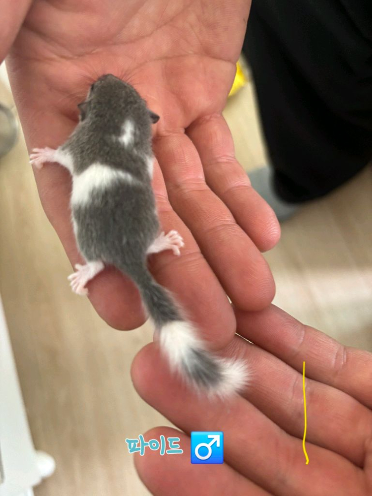 전북 전주 피그미다람쥐 초저렴 분양 고택가능 이미지