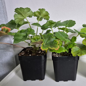 제라늄 3종 UG물병자리별,모나베르사유 이미지