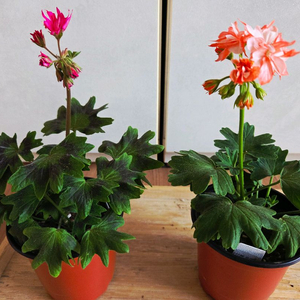 스텔라 제라늄 중품 4종 이미지