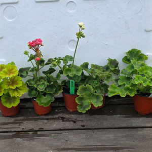 제라늄5종세트 이미지