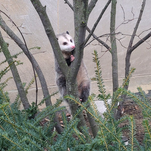 무료로 네이버페이 1만원 받아가세요! 이미지