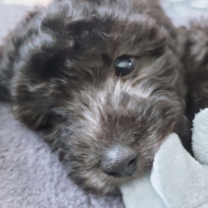 네이버카페 2007년도 자동차 18만명 판매 양도합니다. 이미지