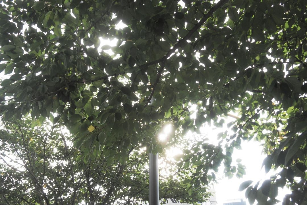 삼성 블루 samsung VLUU NV9 디지털카메라 이미지