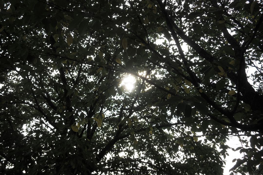 삼성 블루 samsung VLUU NV9 디지털카메라 이미지