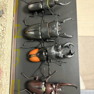 반다이생물대도감 사슴벌레 6탄 이미지