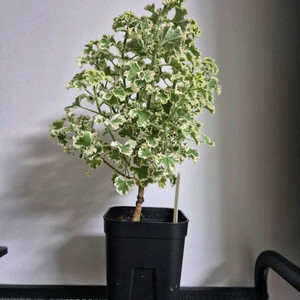 제라늄 흰무늬크리스펌 외목수형 택배비포함 이미지