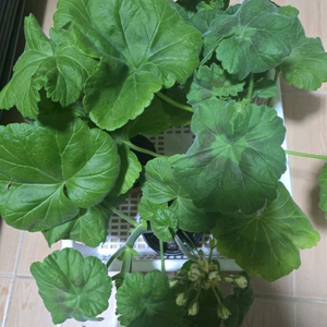 제라늄 5종 이미지