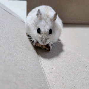 햄스터 무료분양 이미지