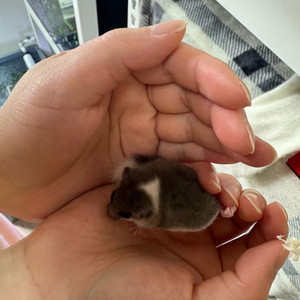 전북 남원 피그미다람쥐 파이드 암 이미지