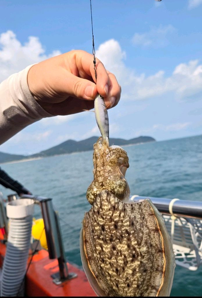 형광.야광 쭈꾸미.갑오징어 에기 7개 세트(10cm) + 전용케이스 이미지