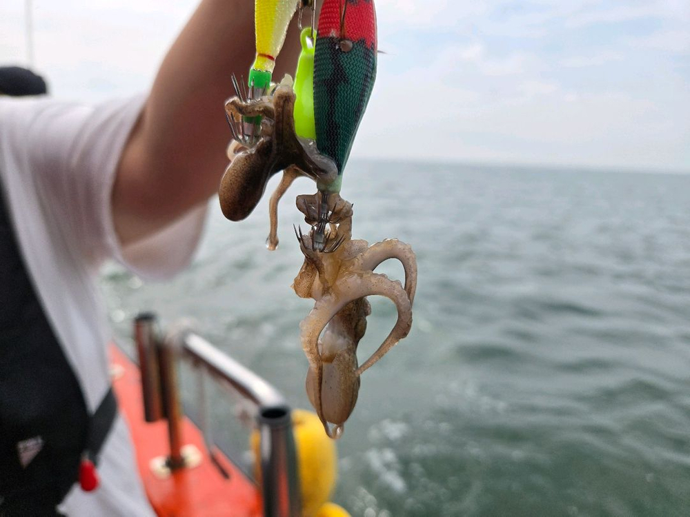 형광.야광 쭈꾸미.갑오징어 에기 7개 세트(10cm) + 전용케이스 이미지