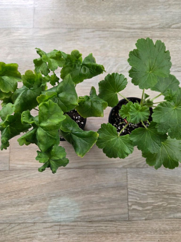 제라늄/노스텔지어.심샤르도네 이미지