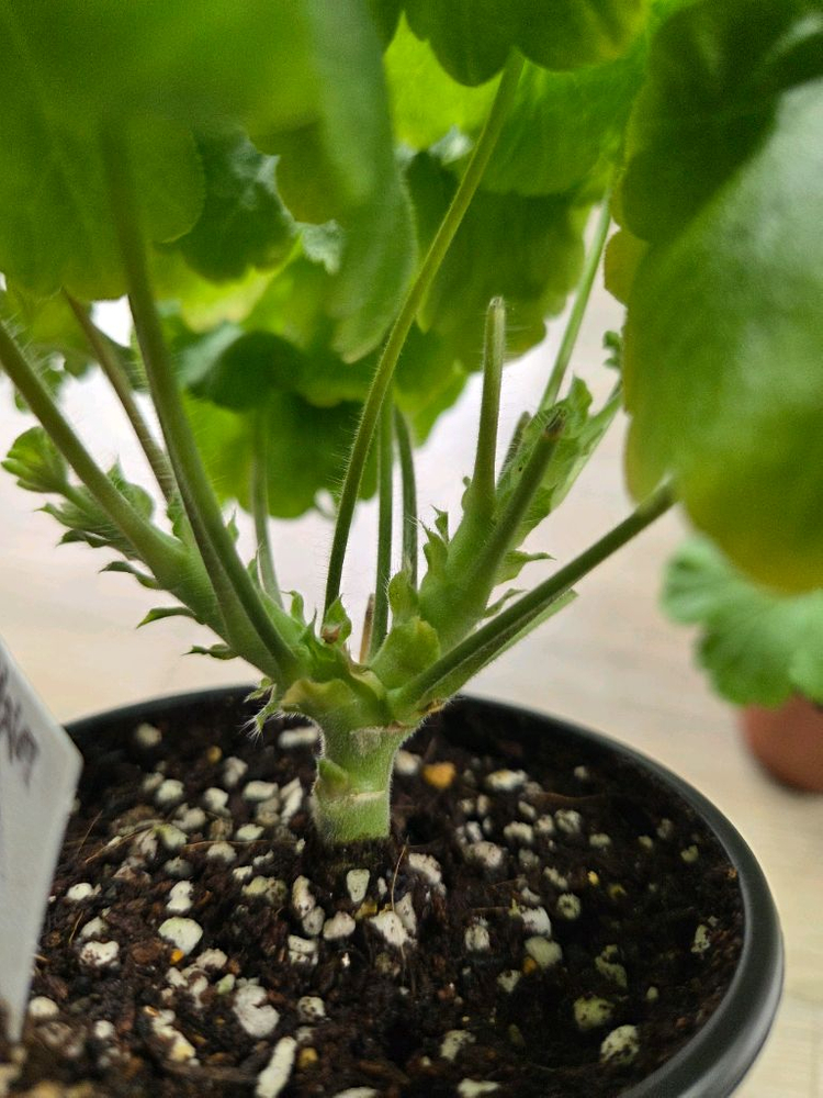 제라늄/노스텔지어.심샤르도네 이미지