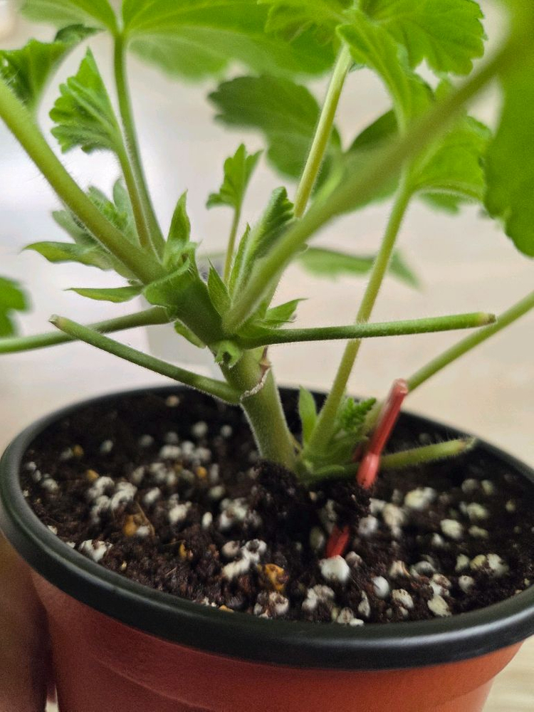 제라늄/노스텔지어.심샤르도네 이미지