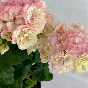 제라늄/노스텔지어.심샤르도네 이미지