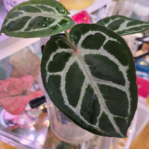 안스리움 도리야끼x미자 이미지