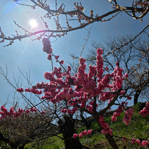 대명 경주 소노캄 강동 블루원 리조트 4.5월1.2.3일 이미지