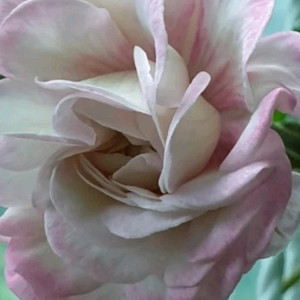 물병자리별 ㅡ 러시아제라늄 이미지