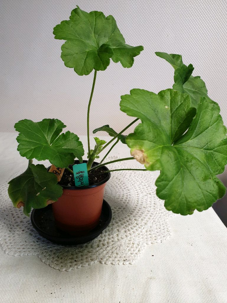 물병자리별 ㅡ 러시아제라늄 이미지