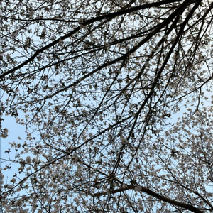 max20으로 픽시 급구(쓰나미환영) 이미지