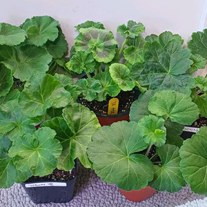 제라늄 5종 이미지