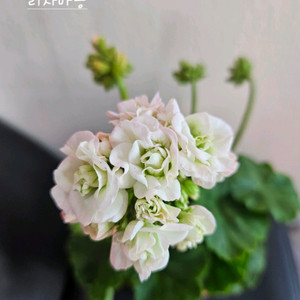 리사마농 제라늄 이미지